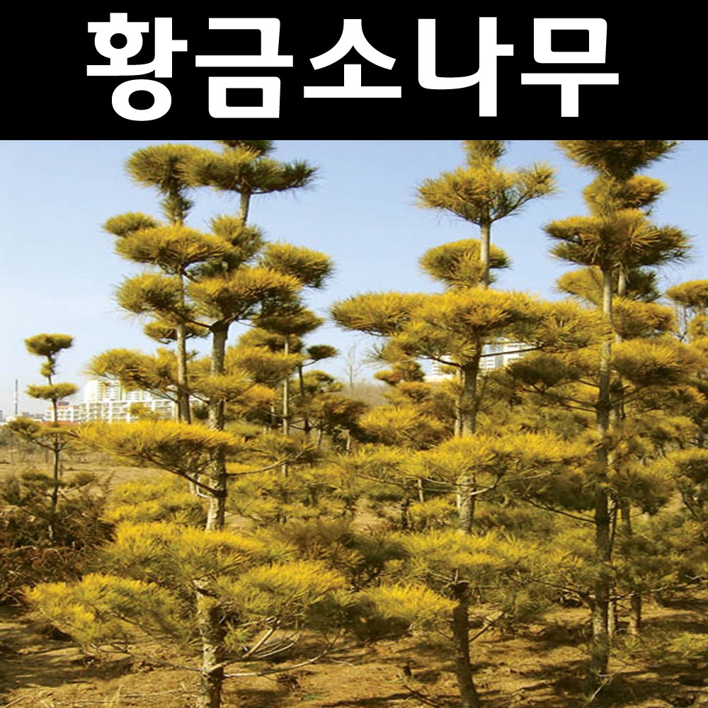 황금소나무 나무 묘목 접목1년 뿌리묘5개 정원수 조경수 5개
