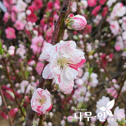 나무인 삼색꽃복숭아 삼색도화 개화주