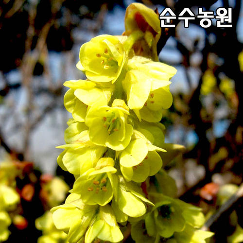히어리나무 묘목 7치화분 1개 고유특산종 꽃나무 조경수