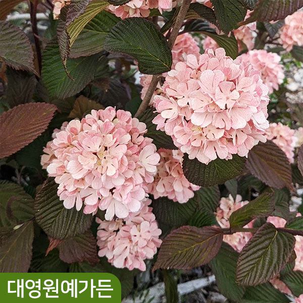 분홍설구화 핑크오데마리 분홍색꽃 설구화나무 꽃나무 분홍설구화 3치포트 1개