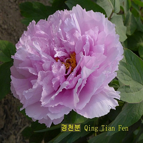 명품목단 목단나무 묘목 겹꽃목단 경천분 경첩분 1지