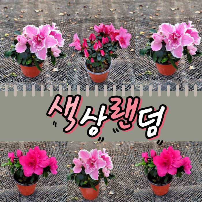 왜성명품철쭉 잉가 아잘레아 겹꽃철쭉포트묘목 색상2가지중랜덤발송