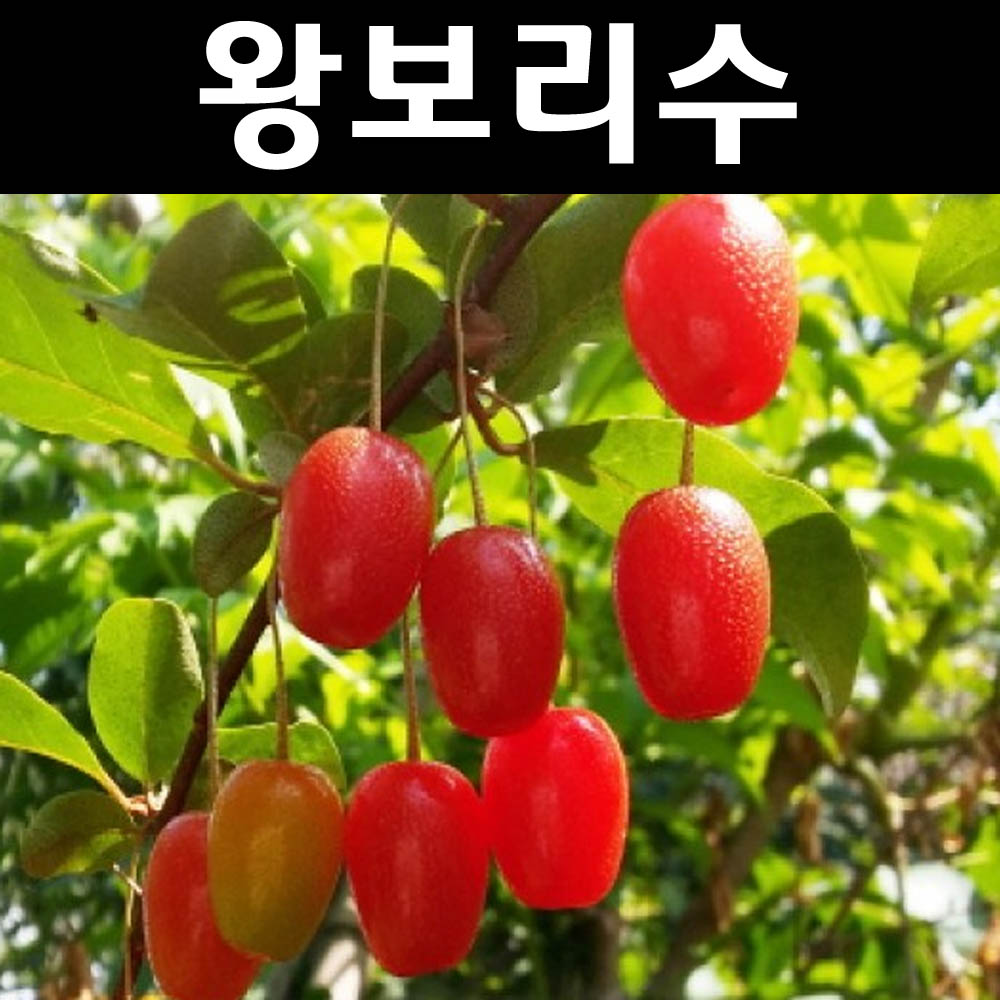 왕보리수 나무 묘목 삽목2년 뿌리 특묘1개 유실수 과실수