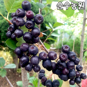 블랙초크베리 아로니아 나무 묘목 실생4년 뿌리 특묘 1개