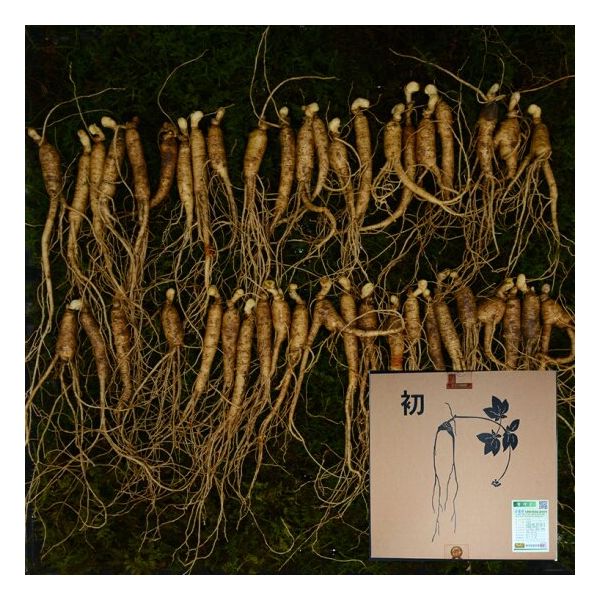 국내산 5-6년근30-50뿌리 실속형 못난이 산양삼 100g 산양산삼