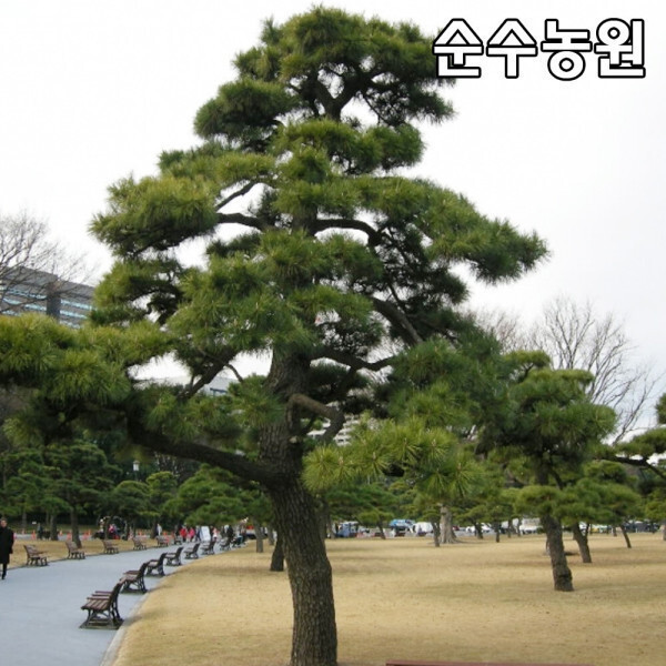 소나무 해송 나무 묘목 실생1년 뿌리 특묘 20개 조경 관상수