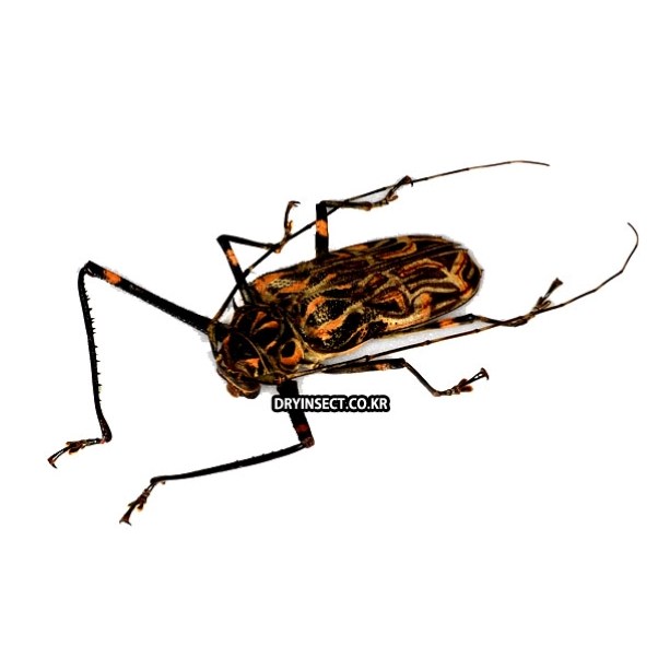 Acrocinus longimanus 롱기마누스앞장다리하늘소 곤충표본 암컷 60 1개 H-1-35