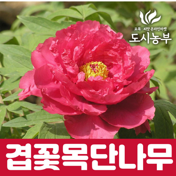 명품목단 목단나무 묘목 겹꽃목단 욱항 1지 도시같이