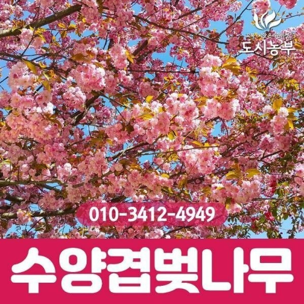 수양 분홍겹벚나무 R3 4 개화주 나무 묘목 도시농부 원조