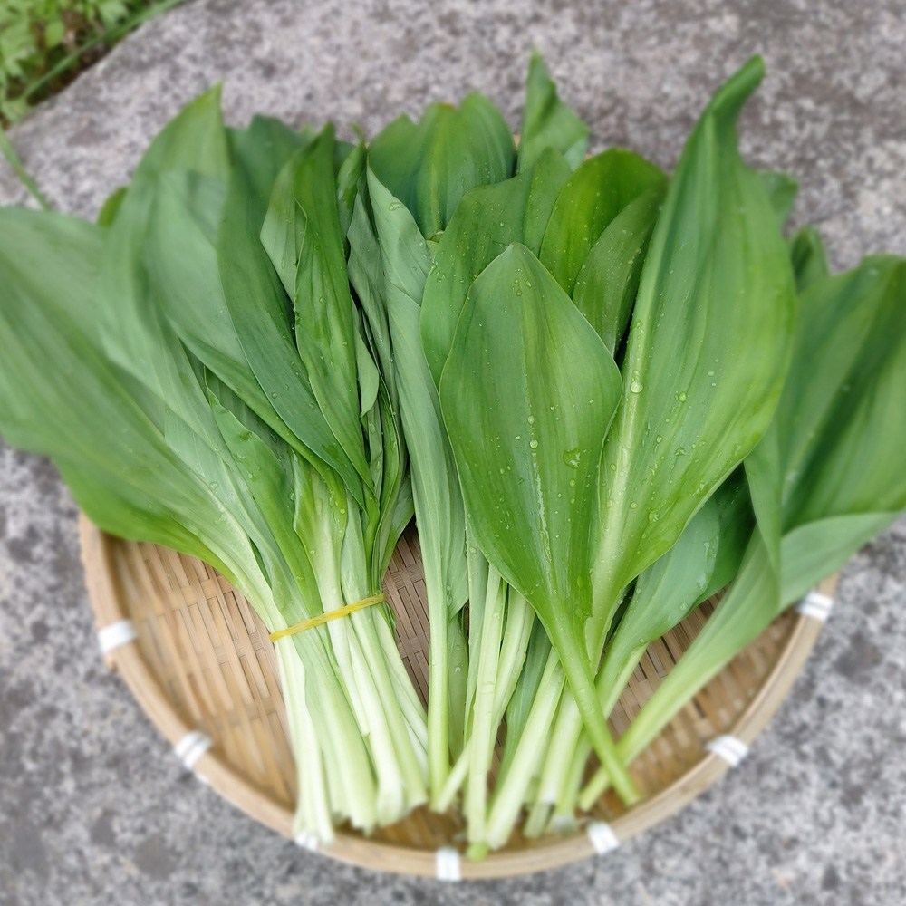 강원도 인제 명이나물 산마늘 잎명이 줄기명이 산지직송 간장절임소스 1개 잎명이 2kg 간장절임소스 2kg