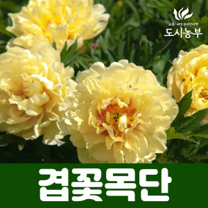 목단나무 묘목 겹꽃목단 바츠젤라 개화주 3지 나무 묘목 도시같이