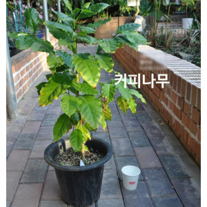 허브 Herb 채소식물 커피나무 큰화분 1개 L0208