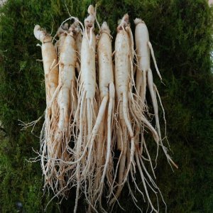 인삼나라영농조합법인 6-4년 쭉뻗은 원수삼 쭉뻗은 정품햇삼 750g12-14뿌리