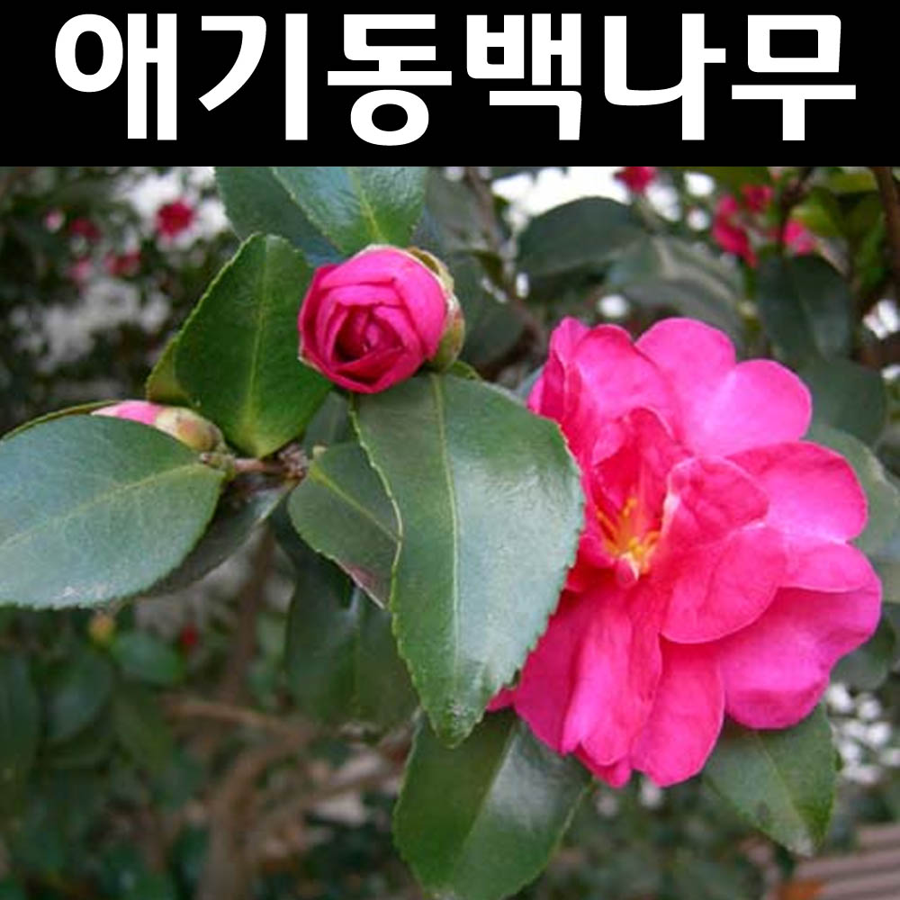애기동백 나무 묘목 4치포트 3개 정원수 조경수 남부수종 3개