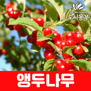 앵두나무 이스라지 산앵두 H1 0전후 분묘 도시같이