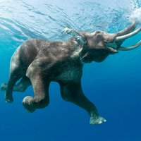 [3D,홀로그램,엽서,카드] Elephant swimming underwater (수영하는 물속의 코끼리)