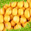 [햇살가득]성주참외 10kg 혼합(20~90과이상) 13900원